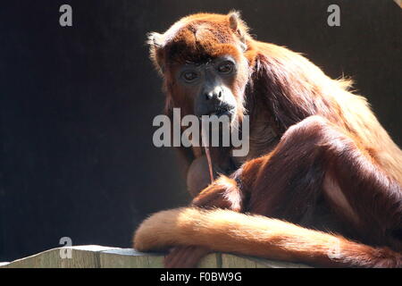 Femmina matura rosso venezuelano scimmia urlatrice (Alouatta Alouatta) con il suo neonato, poche ore vecchie, masticare sul cordone ombelicale Foto Stock