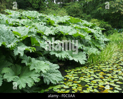 Gunnera Manicata (nome comune rabarbaro gigante) cresce in corrispondenza del lato di un fiume in estate nel Cheshire, Inghilterra, Regno Unito. Foto Stock