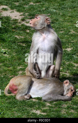 Macaco rhesus monkeys macaca mulatta grooming zoo di Heidelberg Germania Foto Stock