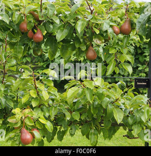 Addestrati a spalliera pera (varietà Durandeau) cresce in un frutteto di Cheshire, Inghilterra. Foto Stock