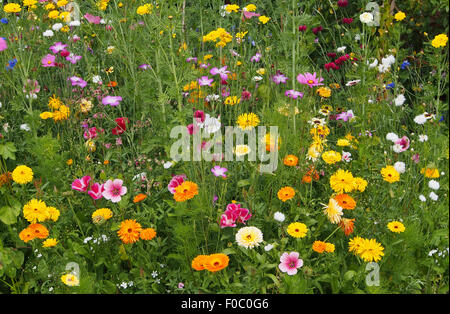 La piantagione di miste di fiori annuali, comprese le calendule pot, malva, gallese papaveri, cornflowers, cranesbill, Cosmos e godetia. Foto Stock