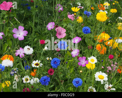 La piantagione di miste di fiori annuali, comprese le calendule pot, malva, gallese papaveri, cornflowers, cranesbill, Cosmos e godetia. Foto Stock