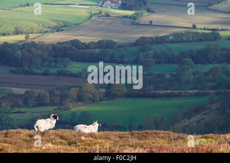 Alimentazione di pecora tra le eriche nella campagna inglese. Foto Stock