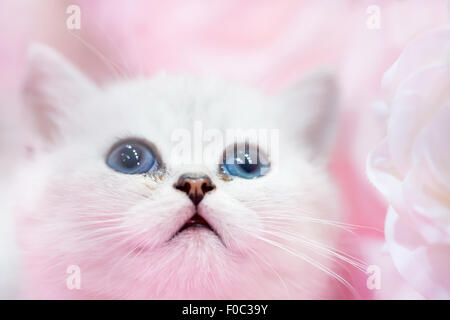 Poco bianco carino gattino sullo sfondo rosa Foto Stock