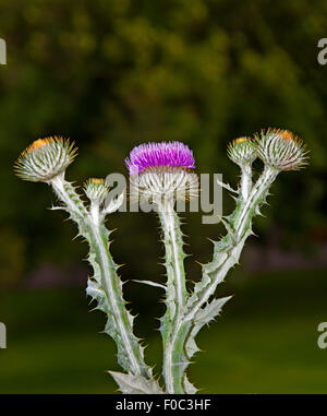 Onopordum acanthium Scotch Thistle fiore pianta Scozia UK Europa Foto Stock