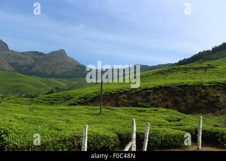 Vista di una piantagione di tè munnar Kerala, India, Asia Foto Stock