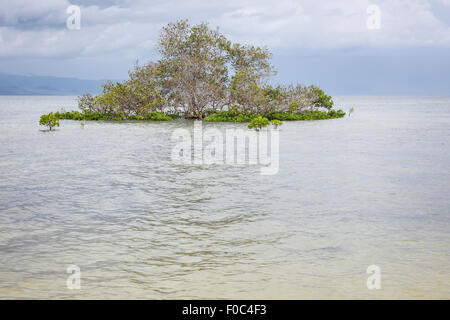 Alberi di mangrovia in acqua Foto Stock