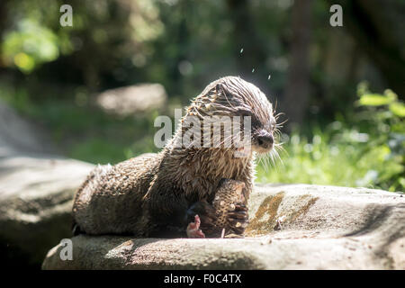 Lontra (Lutra canadensis) pesce pescato e mangiare il suo sulla riva Foto Stock