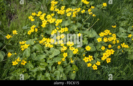 Marsh Marigold Caltha palustris crescono sulle Isole Faerøer Foto Stock