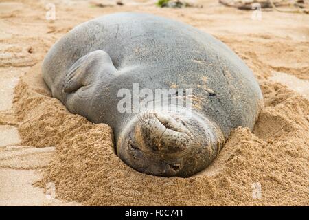 Foca monaca in sabbia, close-up, Hawaii, STATI UNITI D'AMERICA Foto Stock