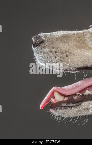 Immagine ritagliata di Siberian Husky su sfondo grigio Foto Stock