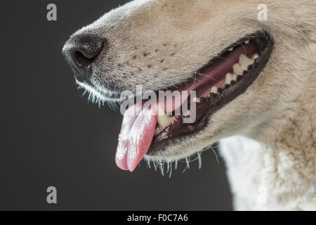 Immagine ritagliata di Siberian Husky su sfondo grigio Foto Stock