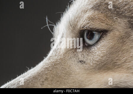 Immagine ritagliata di Siberian Husky su sfondo grigio Foto Stock