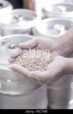Il birraio le mani pieno di grano in fusti in background Foto Stock