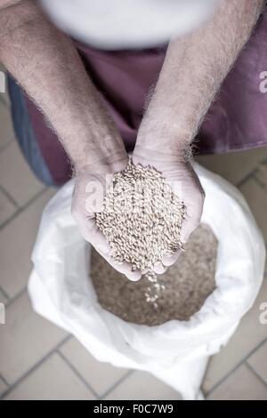Il birraio le mani pieno di grano, vista in elevazione Foto Stock