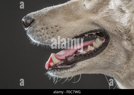 Immagine ritagliata di Siberian Husky su sfondo grigio Foto Stock