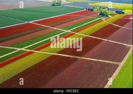 Vista aerea di coloratissimi campi di tulipani e percorsi Foto Stock