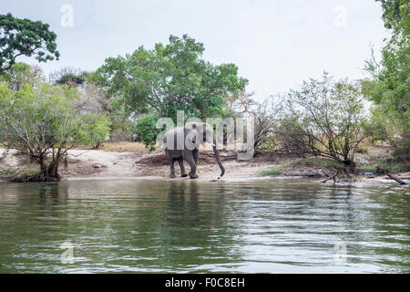 Un lone bush africano Elefante africano (Loxodonta africana) in piedi nella macchia sulle rive del fiume Zambesi, Zambia, Africa Foto Stock