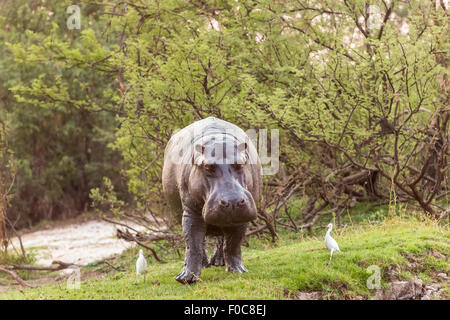 Ippopotamo (Hippopotamus amphibius) camminando sulla terra sulla riva del fiume Zambesi e, Mosi-Oa-Tunya National Park, Zambia Foto Stock