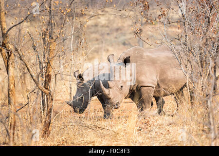 In pericolo la conservazione degli animali: Coppia di pericolo rinoceronte bianco, Ceratotherium simum, nel Mosi-oa-Tunya National Park, Livingstone, Zambia Foto Stock
