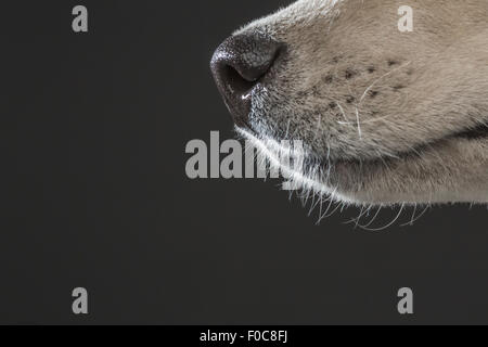 Immagine ritagliata di Siberian Husky su sfondo grigio Foto Stock