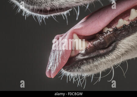 Immagine ritagliata di Siberian Husky su sfondo grigio Foto Stock