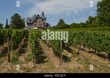 Cantina di vigneti in vicino Geisenheim, Rheingau, Germania Foto Stock