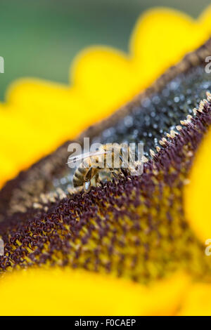 Helianthus annuus. Il miele delle api su un girasole Foto Stock
