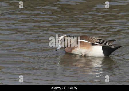 American wigeon anas americana Foto Stock