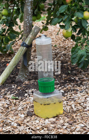 Wasp trappola mediante un albero di mele in un orto Foto Stock