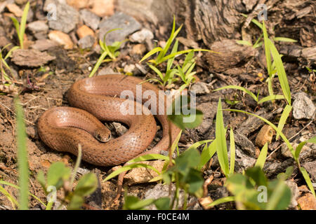 Terra di montagna snake - Virginia valeriae pulchra Foto Stock