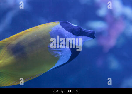 Foxface rabbitfish, Siganus vulpinus, è un giallo pesce bianco e nero con bande attraverso la sua faccia. Foto Stock