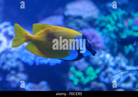 Foxface rabbitfish, Siganus vulpinus, è un giallo pesce bianco e nero con bande attraverso la sua faccia. Foto Stock