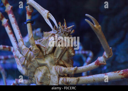 Il gigante Giapponese ragno granchio, Macrocheira kaempferi, vive nelle acque che circondano il Giappone Foto Stock