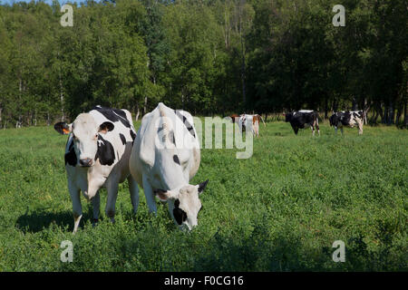 Holstein & Swedish Red & White vacche da latte al pascolo campo verde. Foto Stock