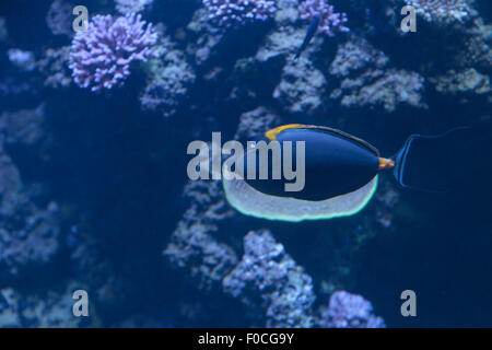 Orangespine unicornfish, Naso lituratus, si trova in Indiana e Oceano Pacifico Foto Stock