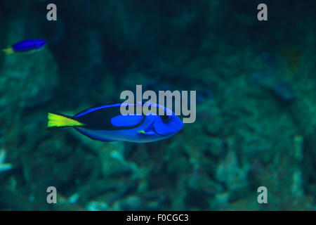 Codolo di tavolozza di pesce, Paracanthurus hepatus, è blu, giallo e nero. Chiamato anche il regal codolo o surgeonfish tavolozza Foto Stock