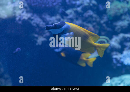 Foxface rabbitfish, Siganus vulpinus, è un giallo pesce bianco e nero con bande attraverso la sua faccia. Foto Stock