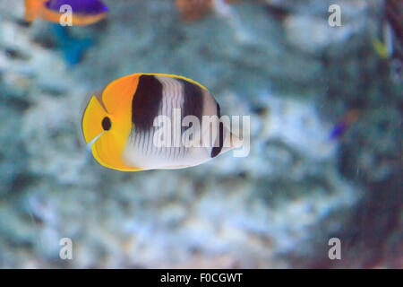 Threadfin butterflyfish, Chaetodon auriga è un giallo, bianco e nero del pesce con un forte, bocca appuntita Foto Stock