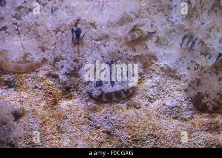 Capovolto meduse, Cassiopea, può essere visto in Florida e nei Caraibi. Foto Stock