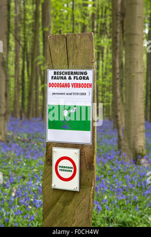 Segnale di divieto divieto di ingresso e bluebells in fiore nel bosco di faggio in primavera alla Hallerbos vicino a Bruxelles, in Belgio Foto Stock