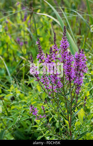 Purple loosestrife / loosestrife spiked / viola lythrum (Lythrum salicaria) in fiore Foto Stock
