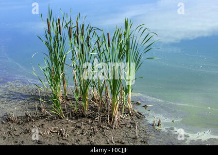 Comuni / giunco di latifoglie tifa / comune tifa (Typha latifolia) in estate lungo il lago Foto Stock