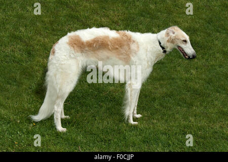 Barsoi, langhaarig, Barzaia, Russischer, Wolfshund, Foto Stock