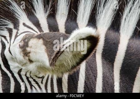 Zebra orecchio e strisce Foto Stock