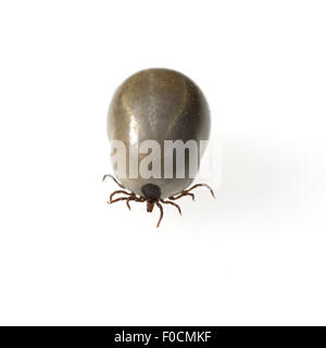 Vollgesogene Zecke; Holzbock; Ixodes ricinus, Foto Stock