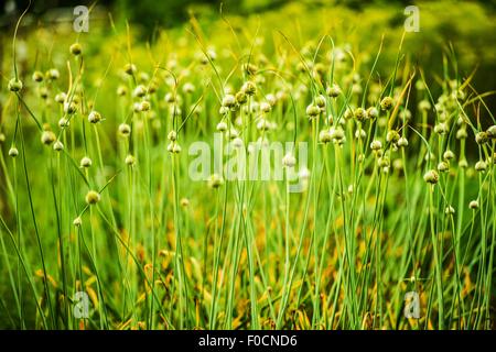 Fioritura di erba cipollina Closeup Photo. Organici di coltivazione di erba cipollina. Foto Stock