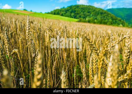 Organico campi di segale in Bieszczady, Polonia, l'Europa. Il tema dell'agricoltura. Le orecchie di segale Foto Stock