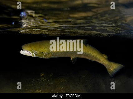 Salmone atlantico (Salmo salar) appena sotto la superficie dell'acqua, fiume Orkla, Norvegia, settembre 2008 Foto Stock