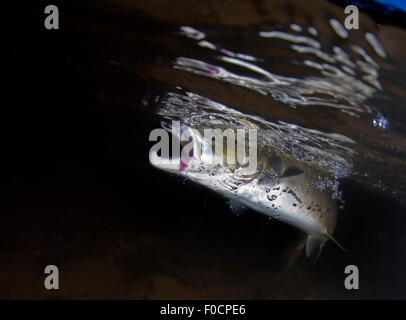 Salmone atlantico (Salmo salar) appena sotto la superficie dell'acqua, fiume Orkla, Norvegia, settembre 2008 Foto Stock